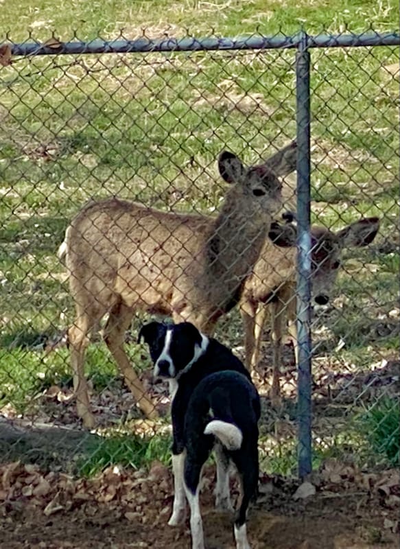 Building Photo - 11540 Sandy Creek Dr