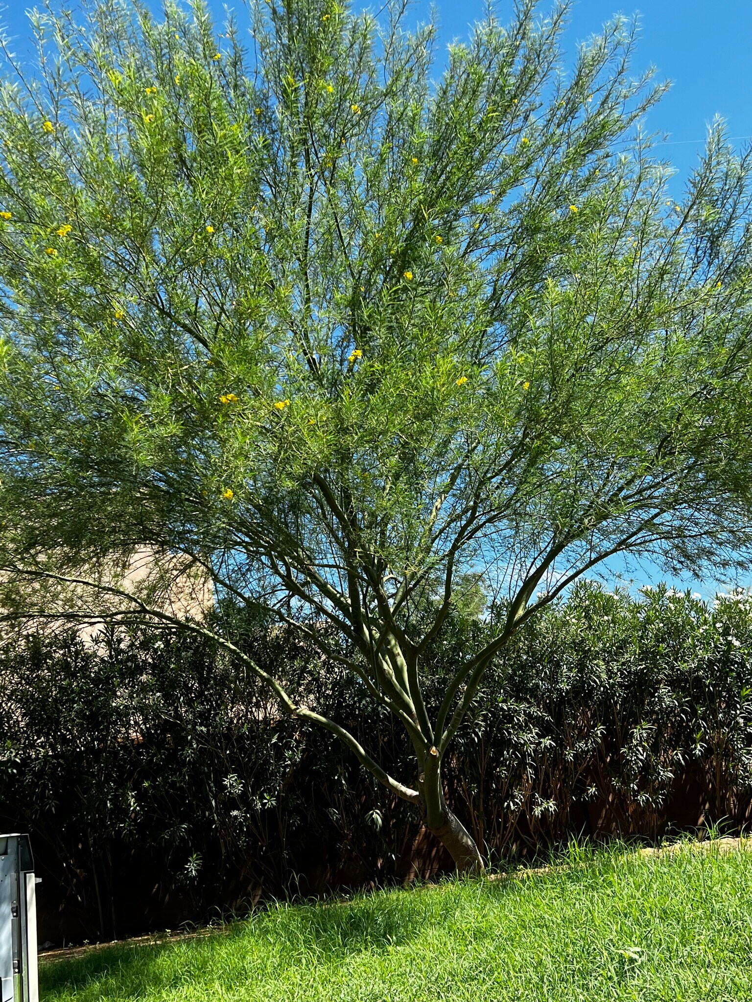 Building Photo - 1512 N Forgeus Ave