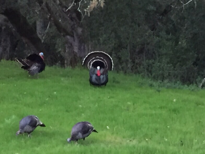 Frequent visitors in greenbelt - 2103 Stonefield Ln