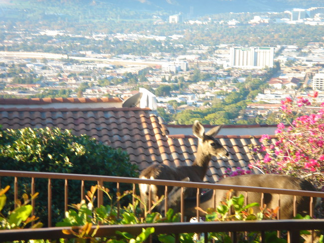 Deer in front yard - 1705 Cam De Villas