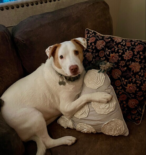 Building Photo - 315 Bomar Pl