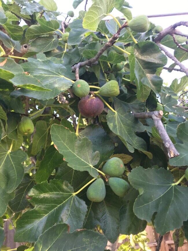 Building Photo - 12619 Emelita St