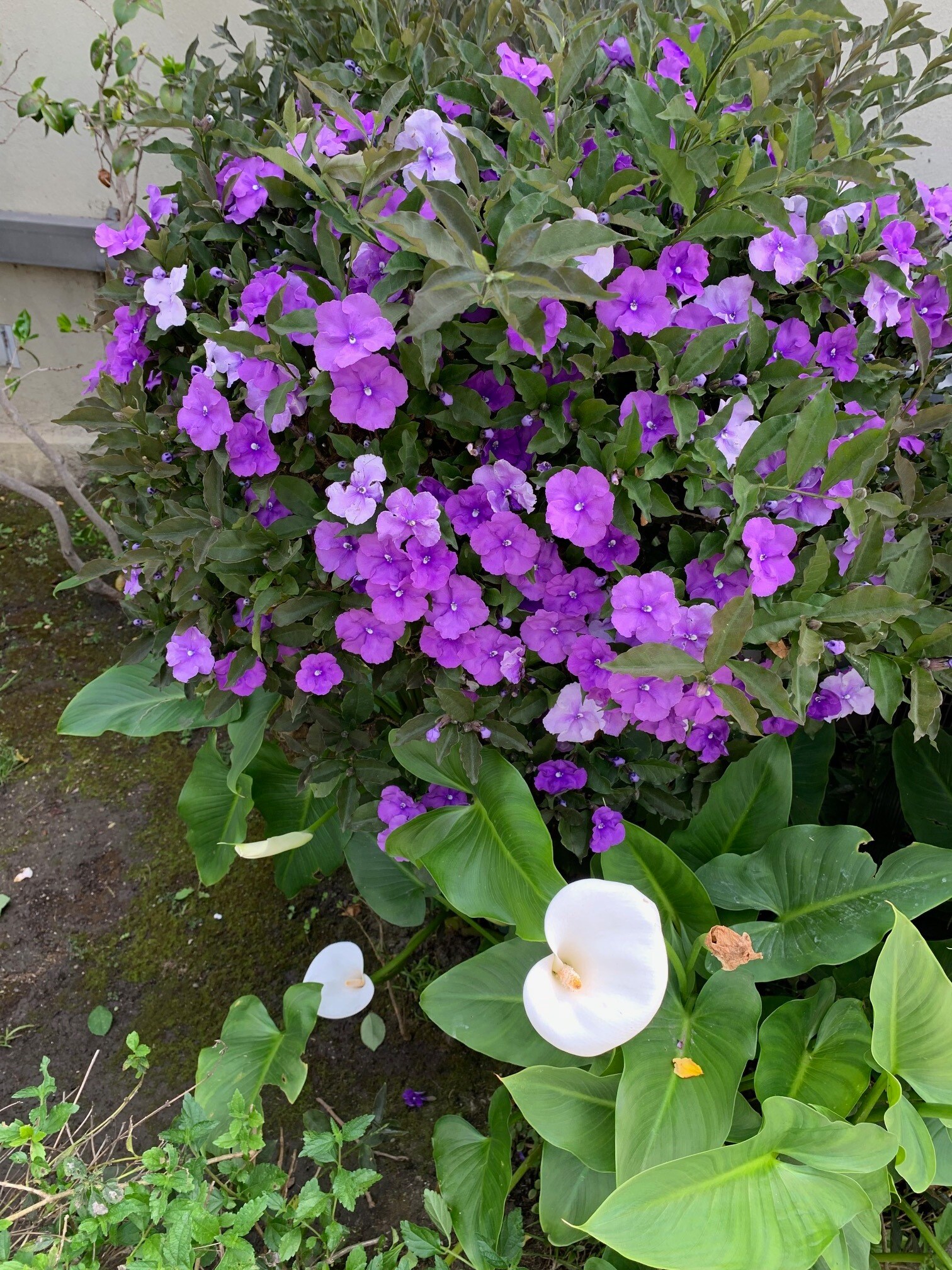 Building Photo - 8673 W Olympic Blvd