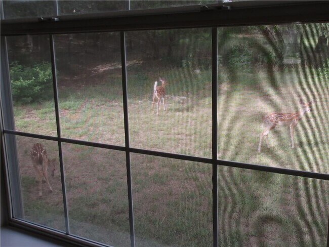 Building Photo - 2405 Farragret Cove