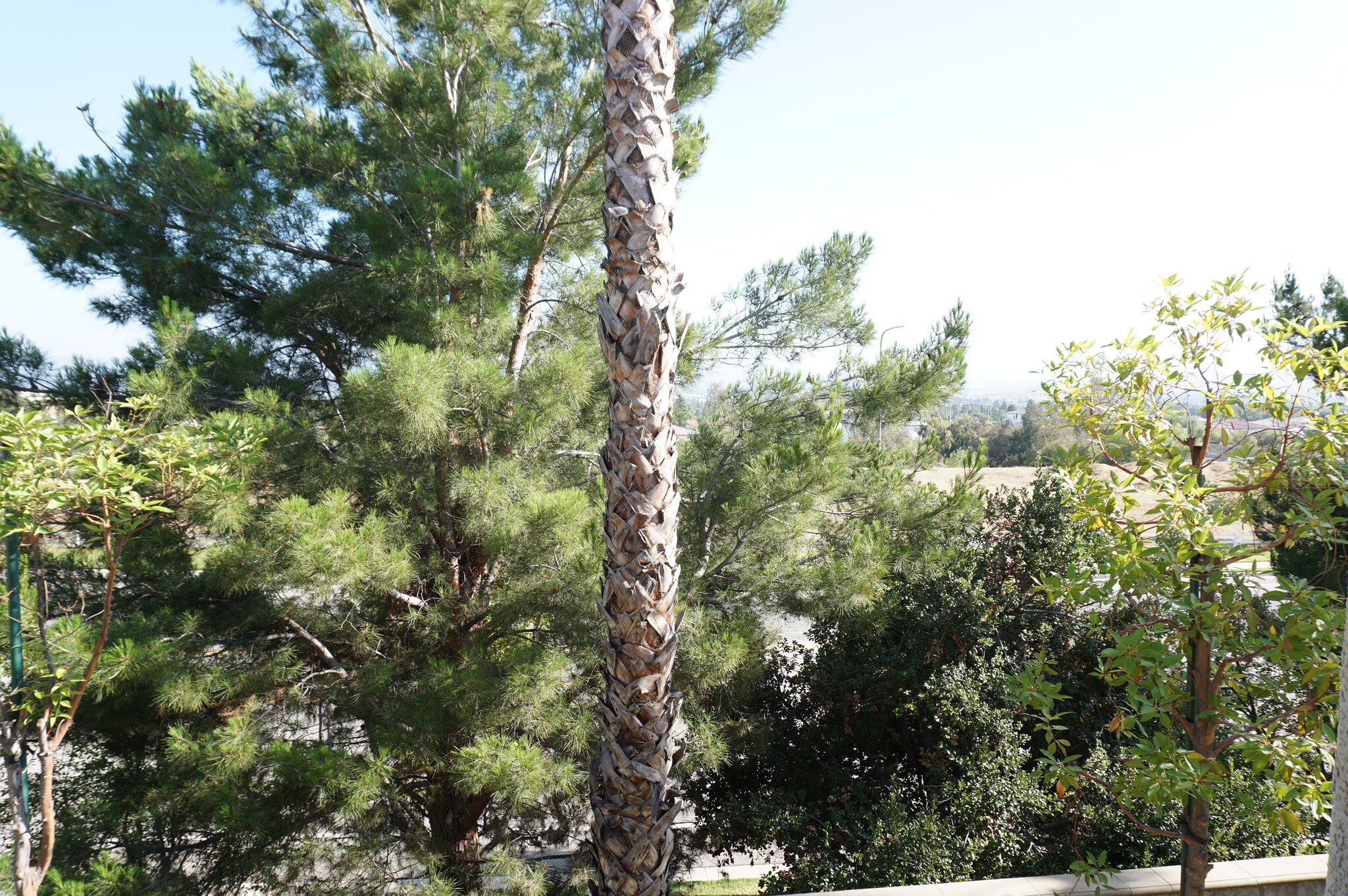 Building Photo - 20406 Paseo Cresta