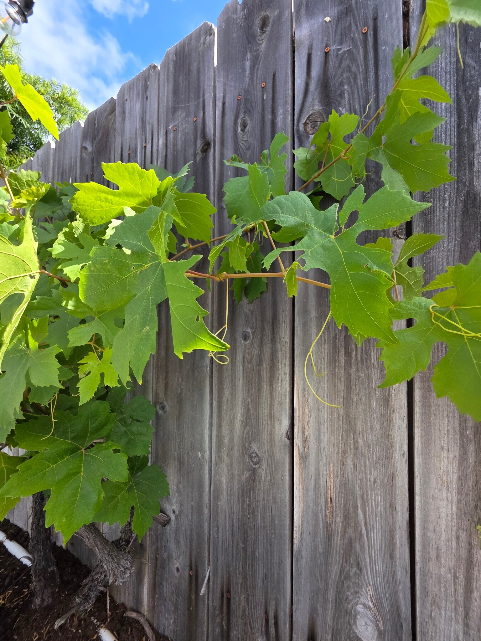 Building Photo - 6097 Charae St