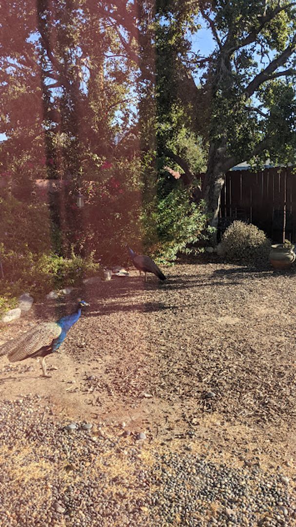 Building Photo - Spacious three bedroom one and half bath house in Sunland!