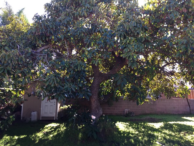 Huge Avocado tree - 2008 Dufour Ave