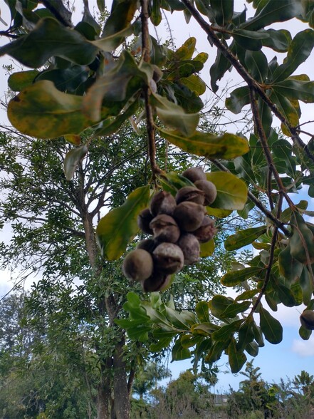 Macadamia - 75-5486 Keke St