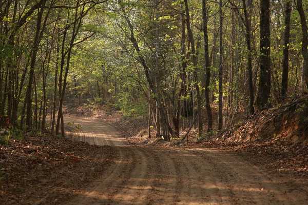 beautiful walking trails - 203 Three Runs Plantation Dr