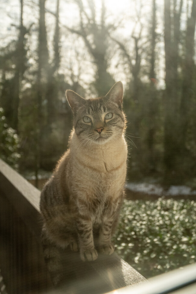 neighborhood cat - 1947 Annette Ln SW