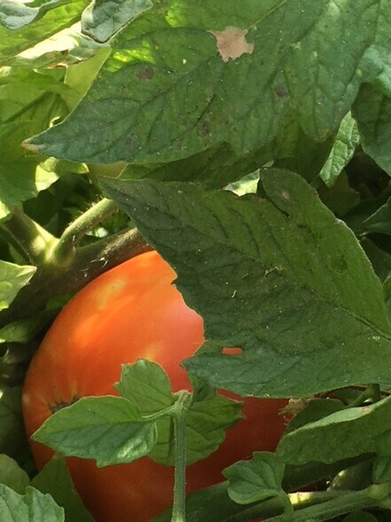 Enjoy Veggies From Community Gardens - 7626 W Opohonga Ln