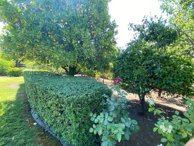Building Photo - Coming Soon - Green Valley Home in Lovely Park-like Setting