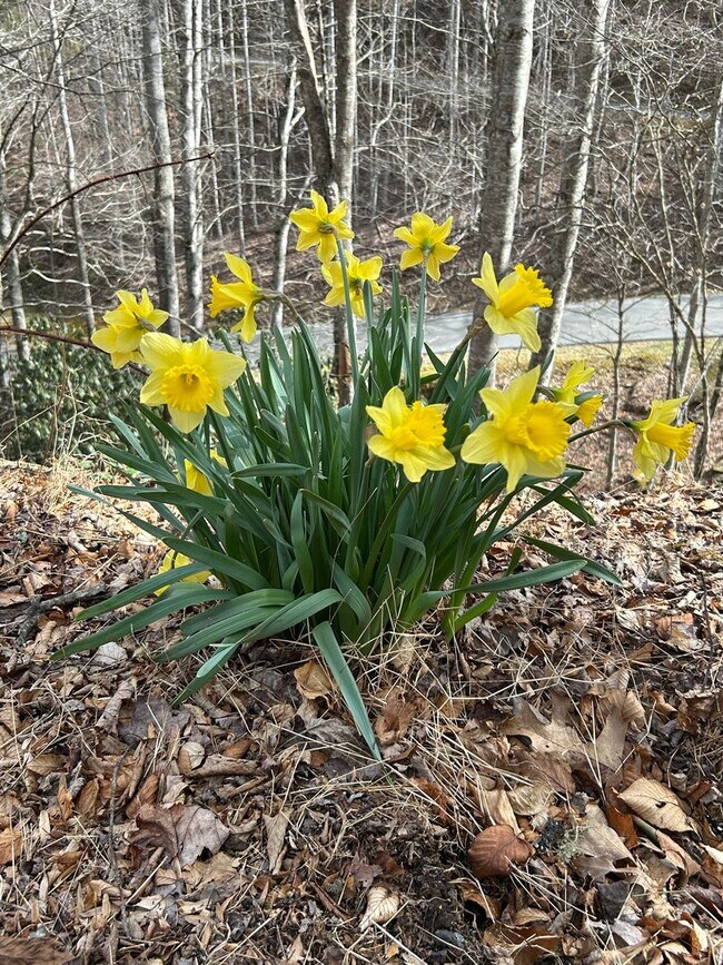 Building Photo - New Homestead: A Private, Tranquil, and Spacious Home