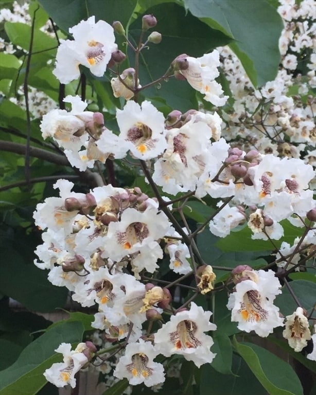 Building Photo - 62-64 Flett Rd