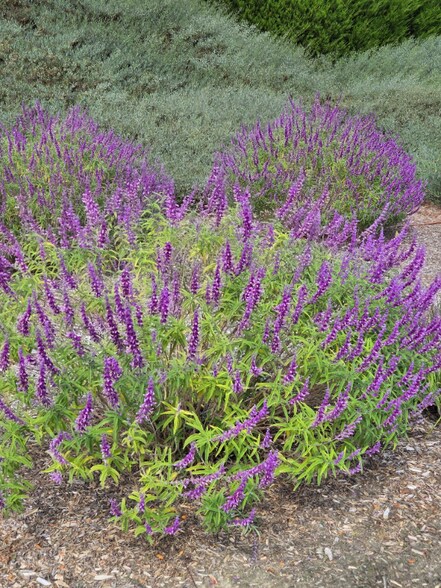 Building Photo - 43290 Corte Almeria