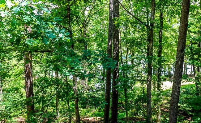 Building Photo - Beautiful 3 bedroom, 3 bath,  mother-in-law sweet with full kitchen in lower level.