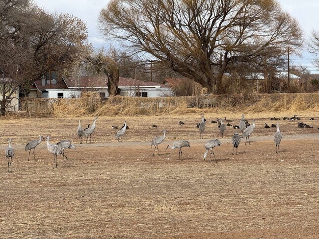 Building Photo - Corrales Stunner!