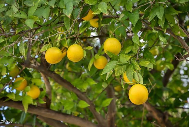 Building Photo - 7046 Murietta Ave