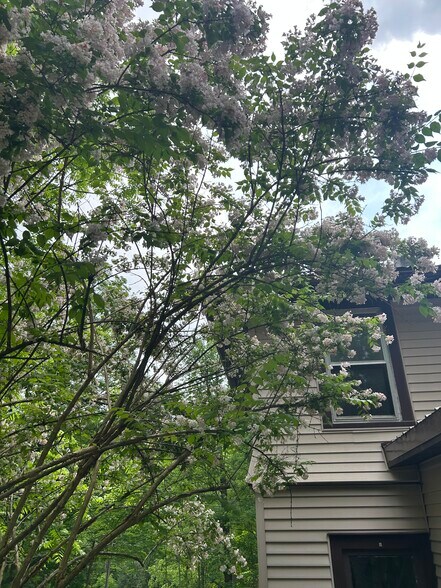 Flowering Tree - 1538 Slaterville Rd