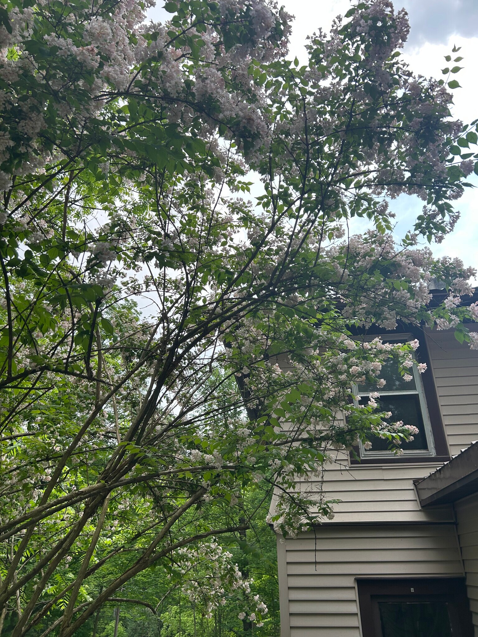 Flowering Tree - 1538 Slaterville Rd