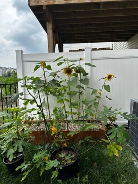 Raised Garden Bed 2.5x6' and 2.5 x 16' - 1373 Palomino Trl