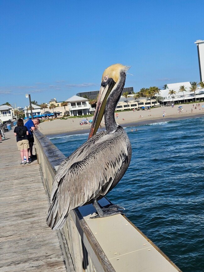 Deerfield Beach Peir - 75 Harwood H