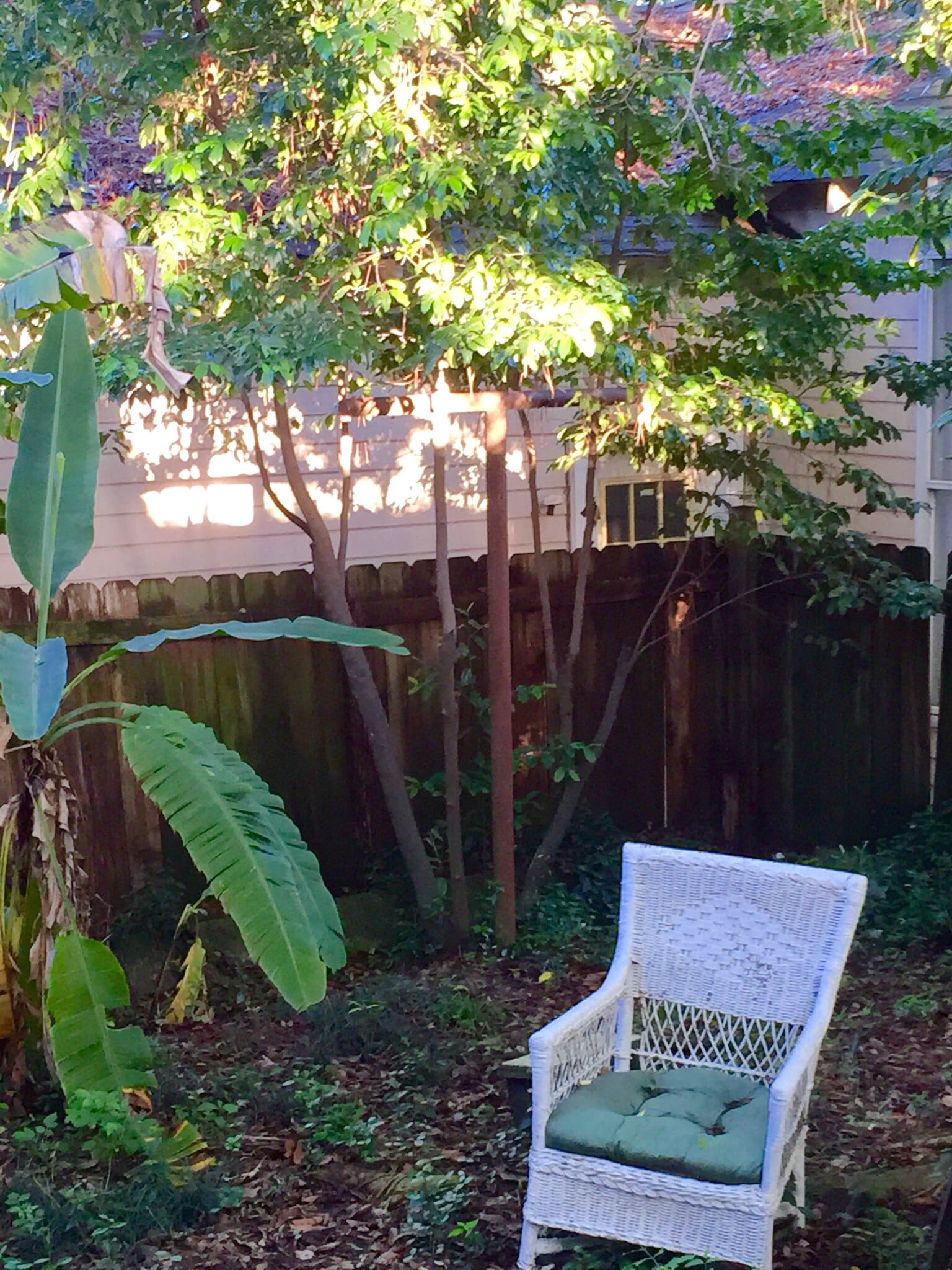 Shady backyard - 746 Europe St