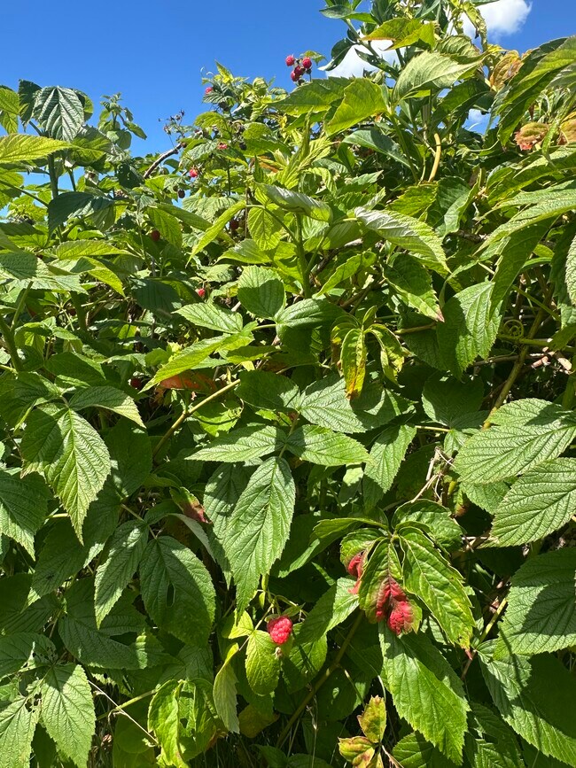 Building Photo - 967 Meadow Rd