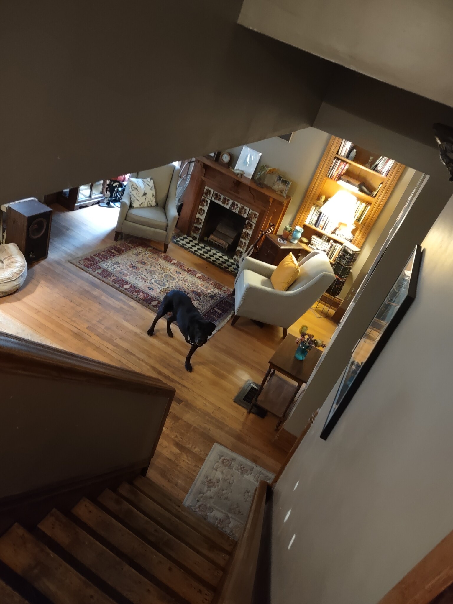 Jackson in the living room - 363 Laurel St