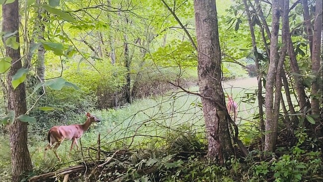 Building Photo - 2015 Union School Rd SW