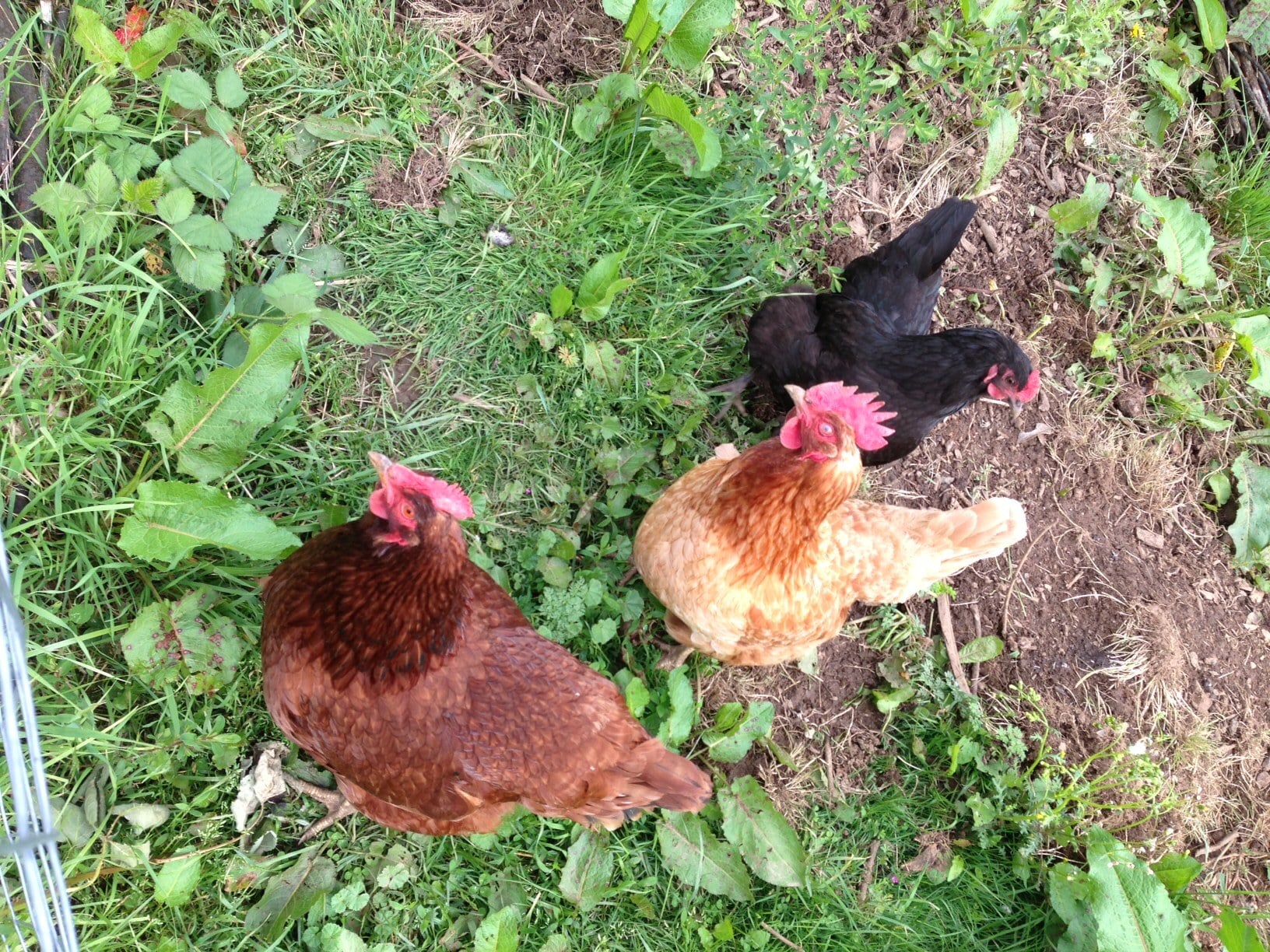 Chicken Friends - 5320 SE Schiller Street