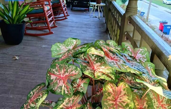 Building Photo - Charming 3BR House in Macon - Walk to Mercer Village and Tatnall Square Park!