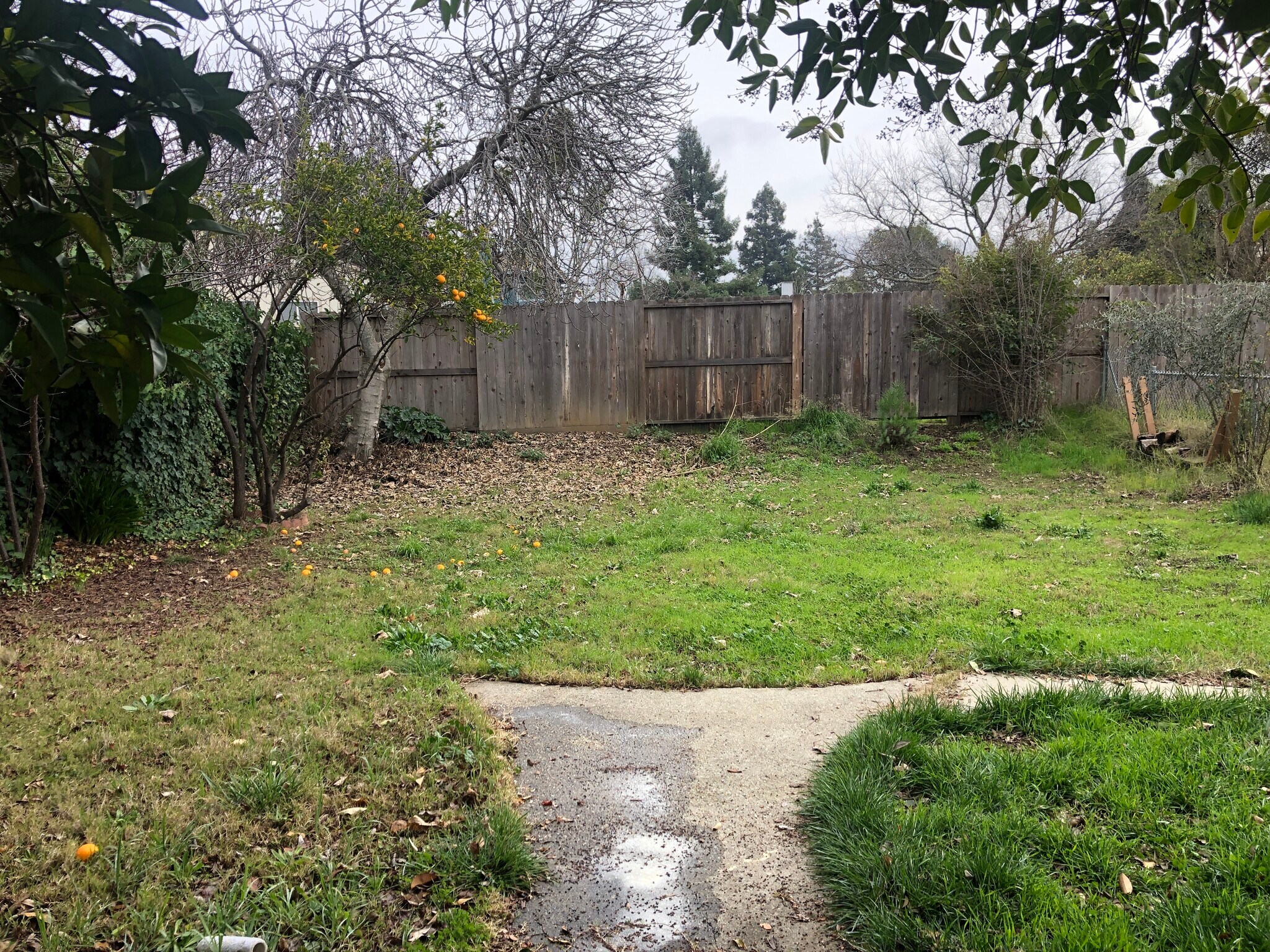 Back yard- Orange, Tangerine, Fig fruit trees - 131 Cavan Ct