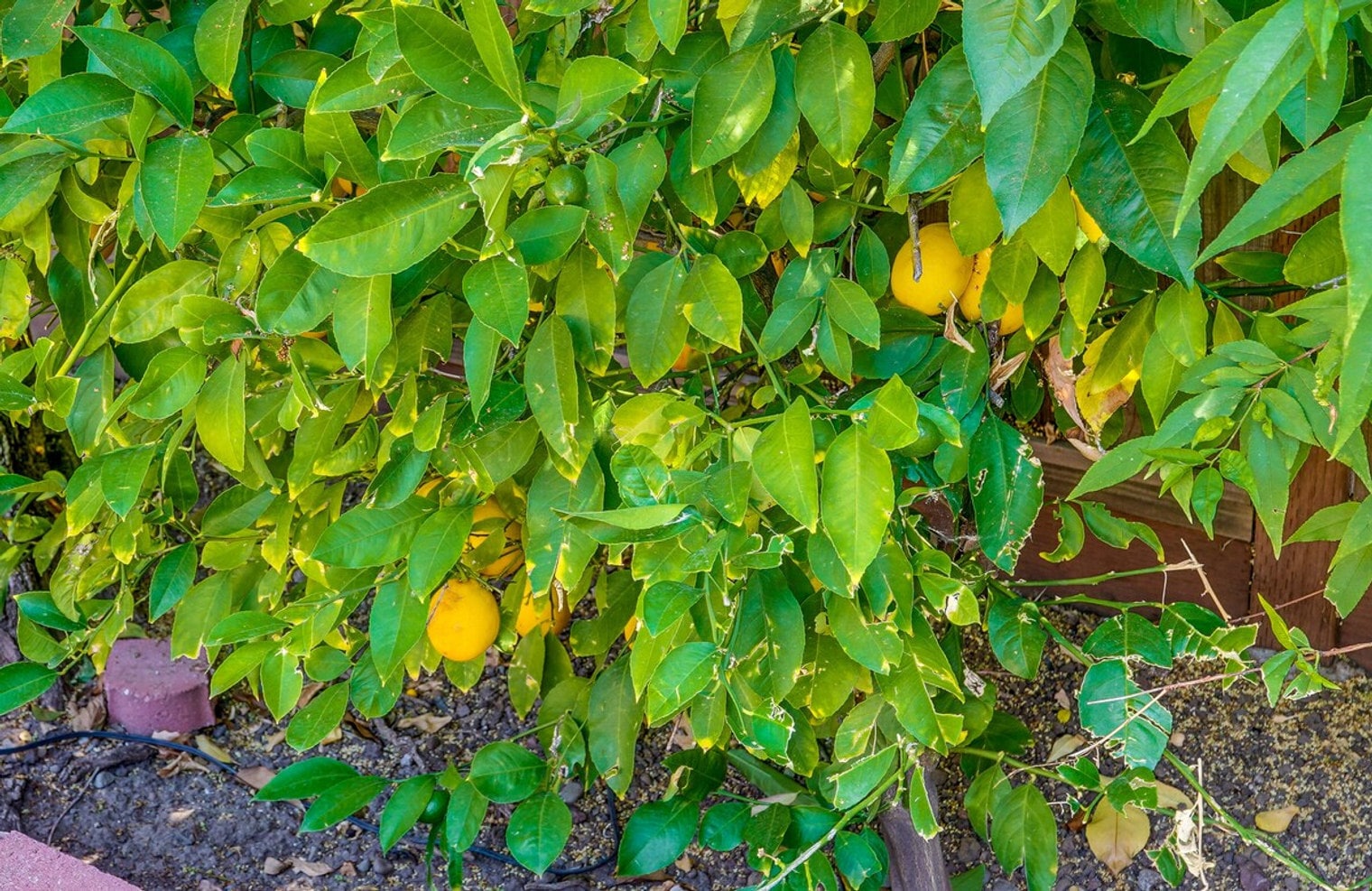 Building Photo - 6402 Tamalpais Ave