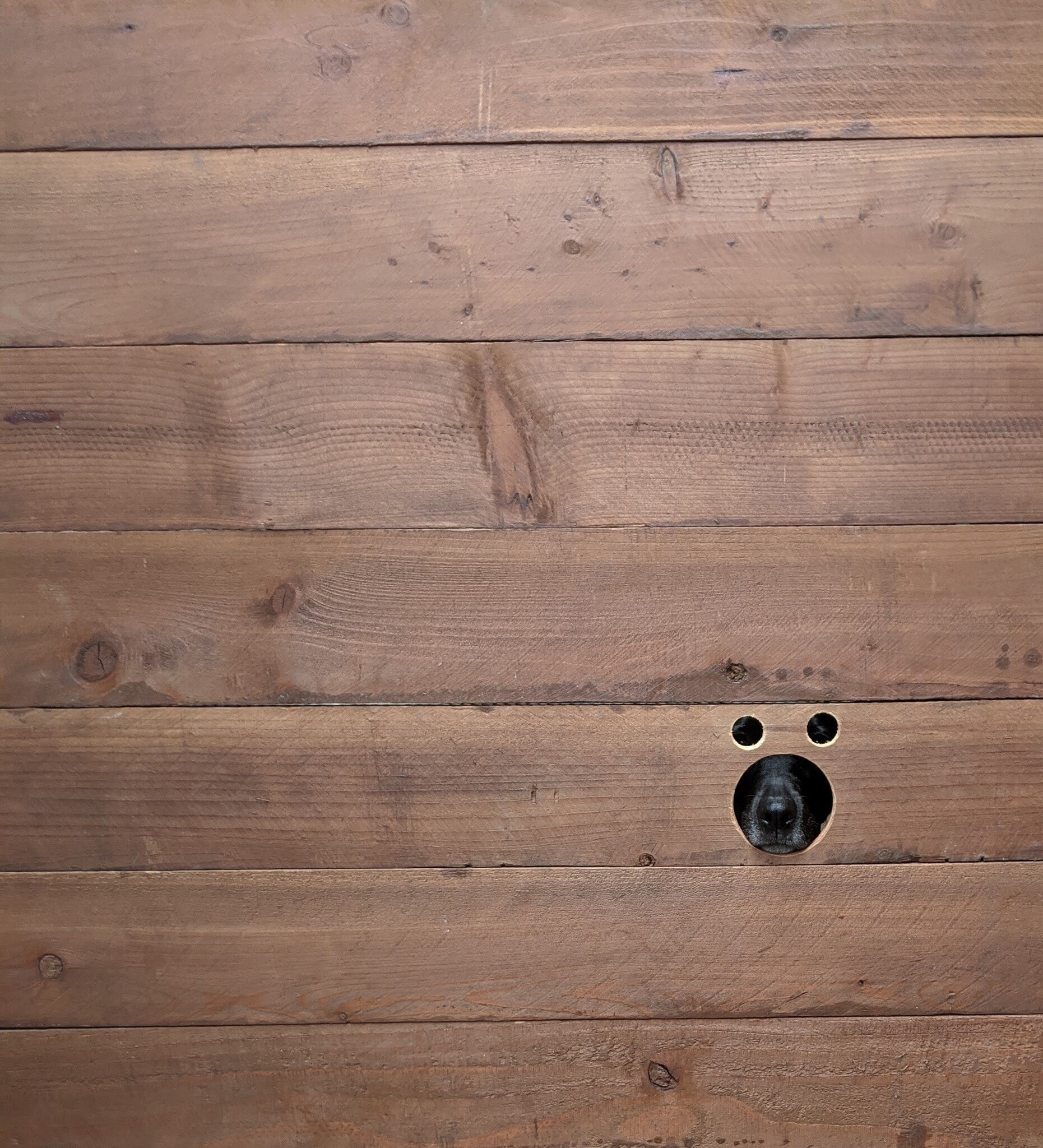 Porthole in the side gate for your pets to observe the front yard and say hello! - 4828 Sawtelle Blvd