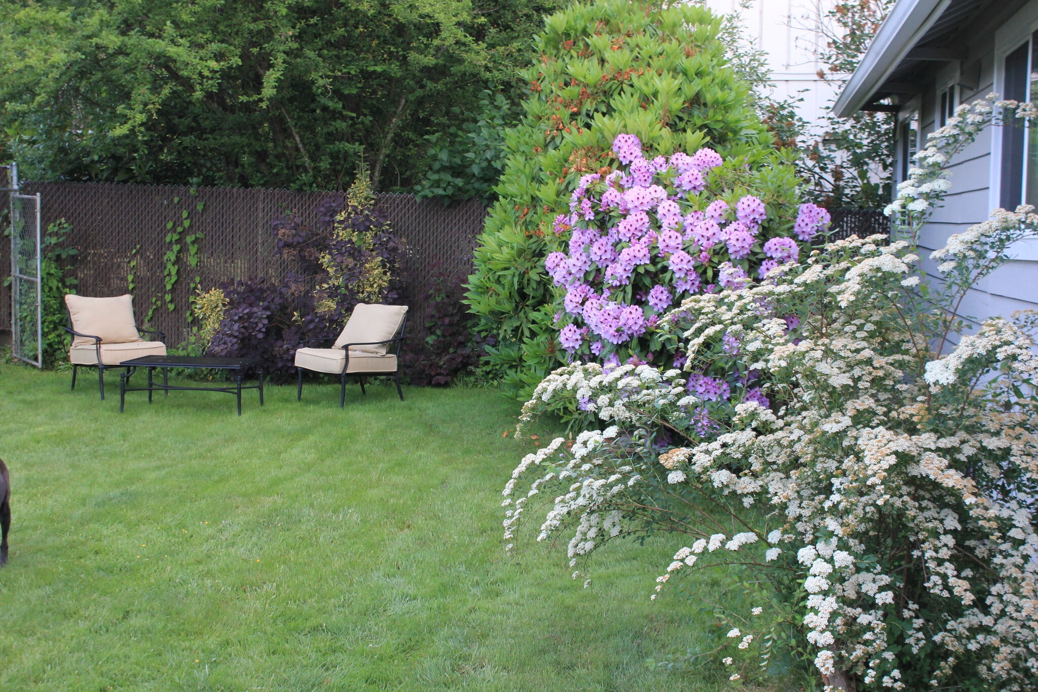 Back yard - 1103 Brawne Avenue NW