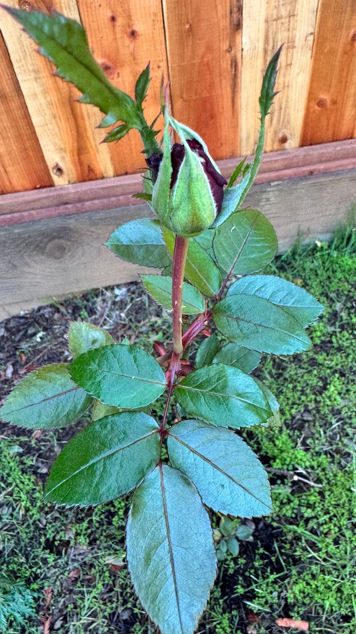 Building Photo - 2825 King Edward Dr