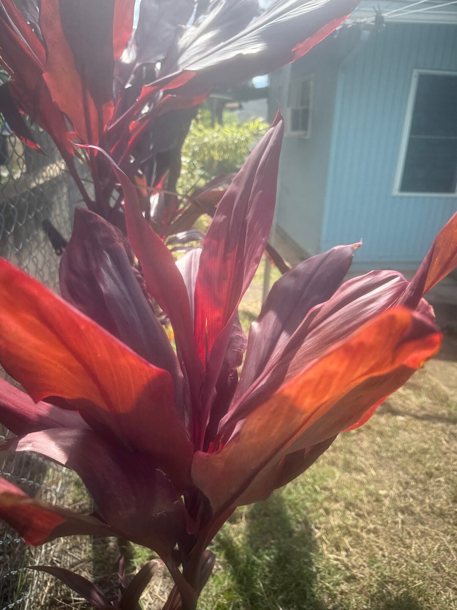 Building Photo - 1769 Puowaina Dr