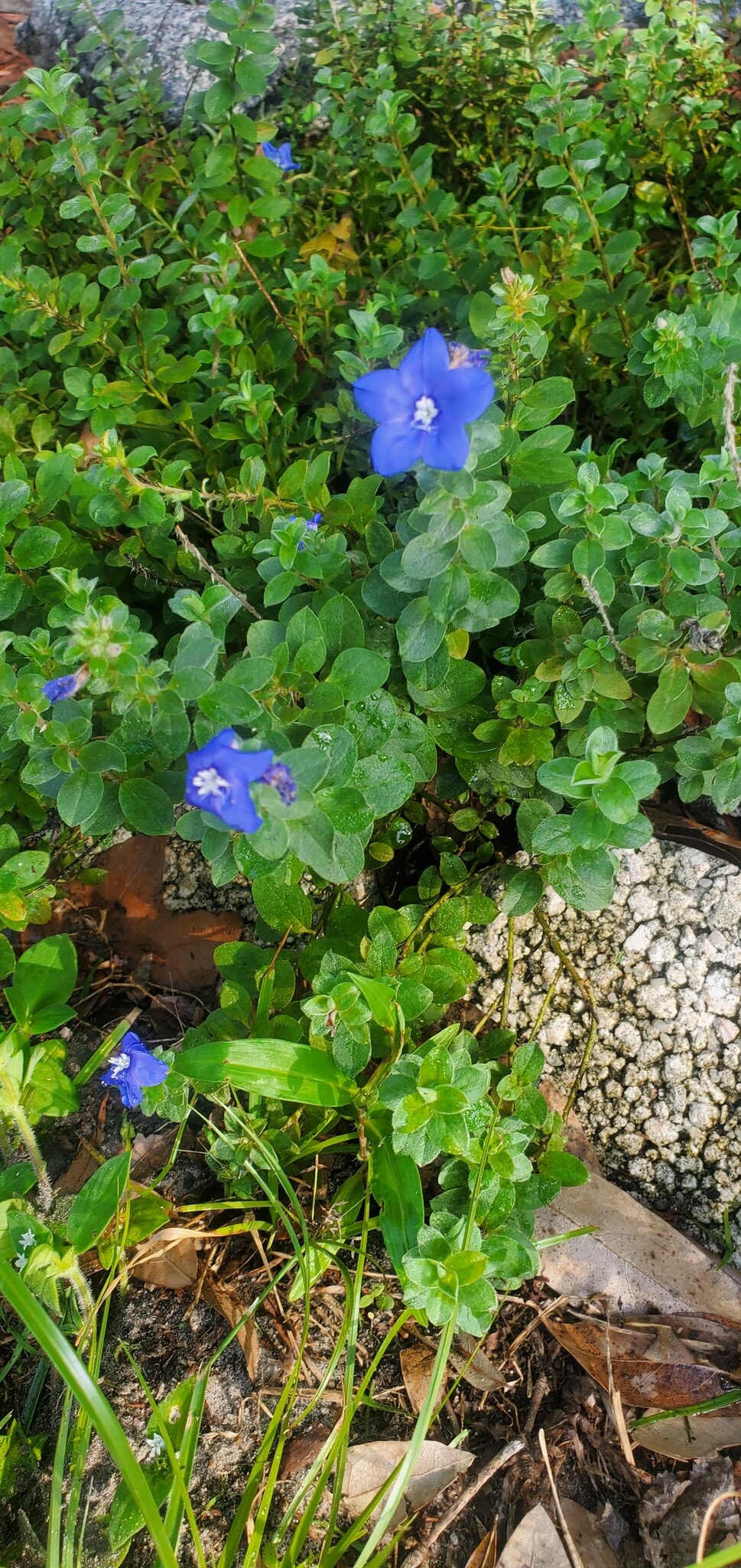 Blooming flowers - 2620 Moody Ave