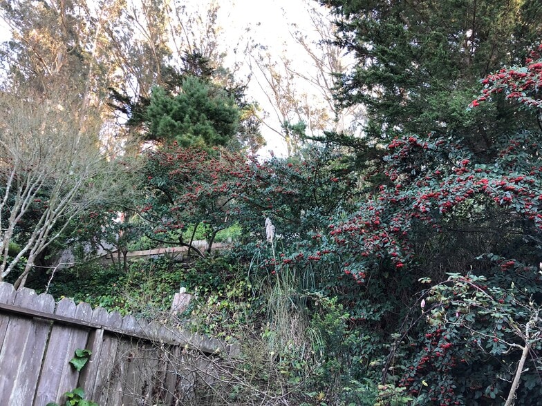 back yard - 124 Dellbrook Ave