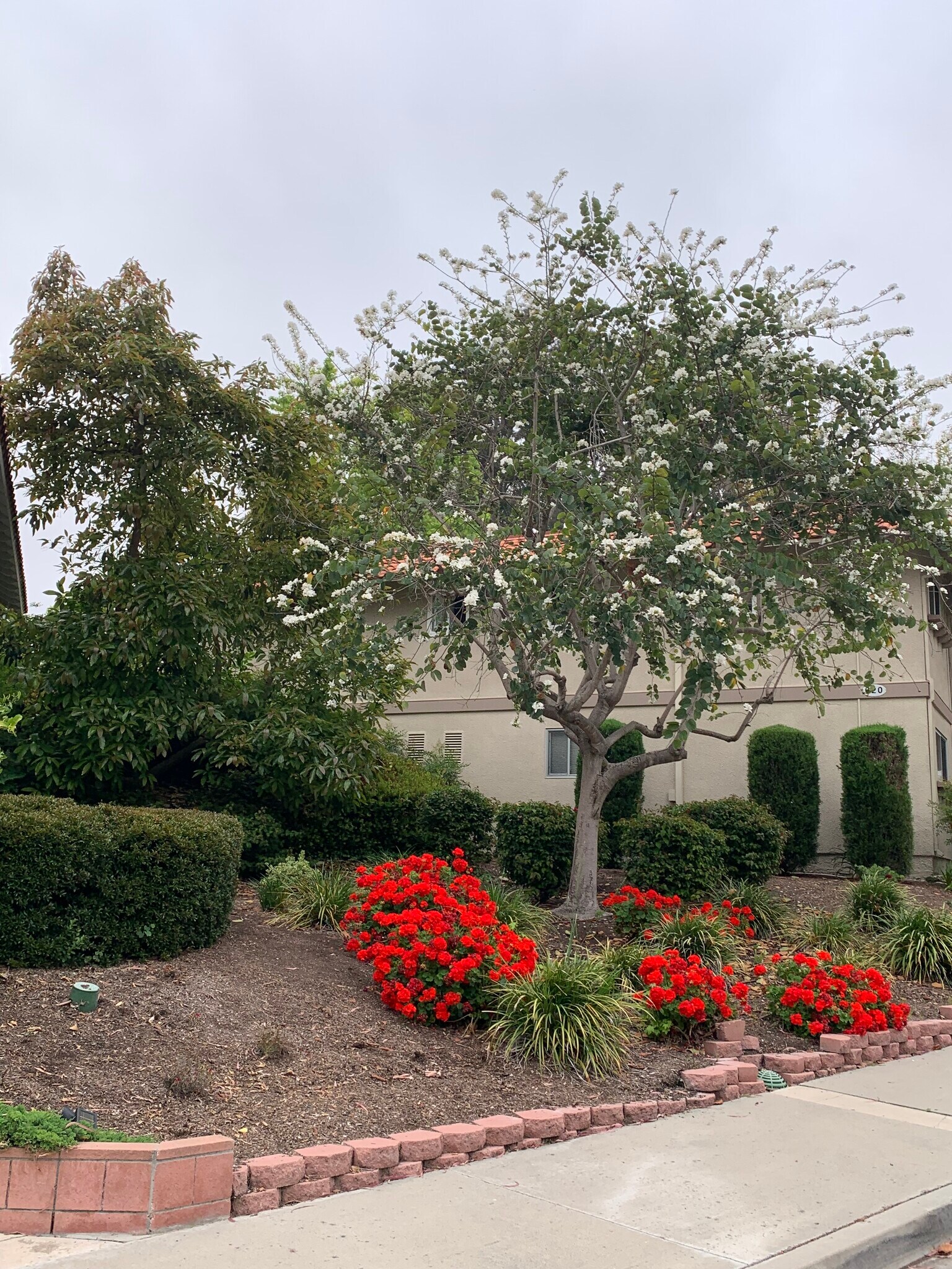 Beautiful bright red blossoms to the right of the unit. - 621 Avenida Sevilla