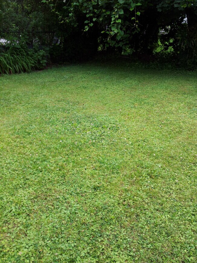 Yard - 1413 Darby Rd