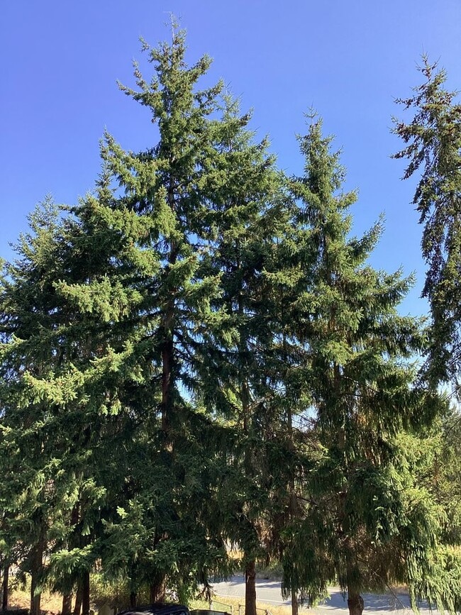 Building Photo - Charming Edmonds Condo with Two Garages and Modern Comforts