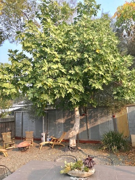 Building Photo - 462 Adams St