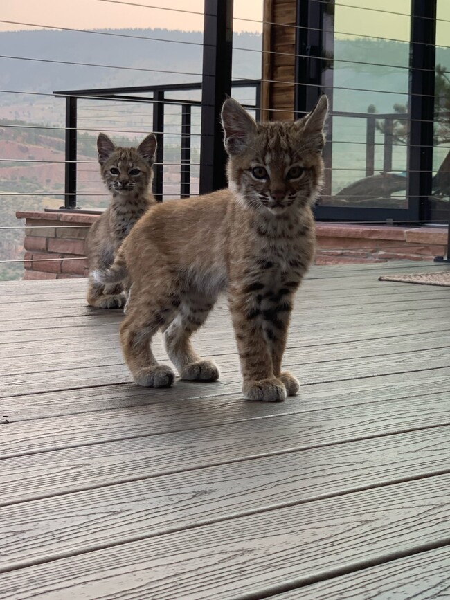 Baby Bobcats - 600 Indian Lookout Rd