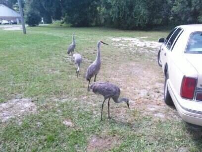 Building Photo - 509 E Magnolia St