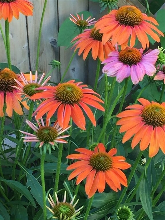 Building Photo - 62-64 Flett Rd