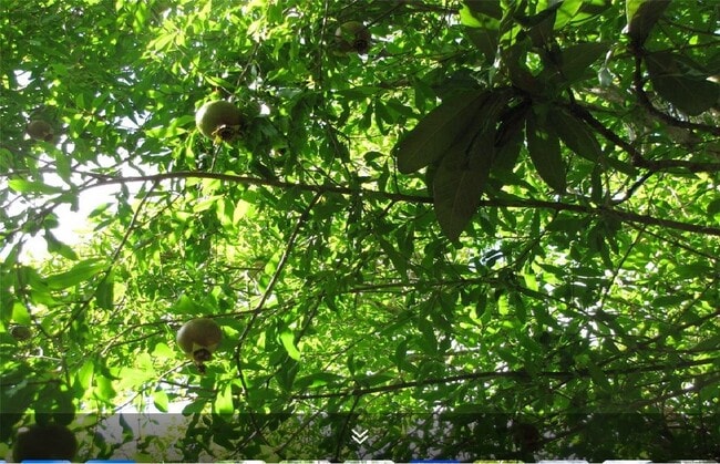 Building Photo - 11423 Wickersham Ln