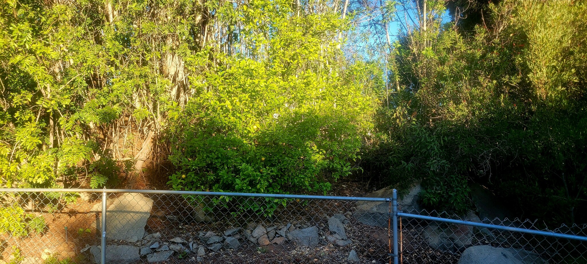 Large yard with mature trees including producing olive & lemon trees and tranquility - 16139 Ladera Piedra Way